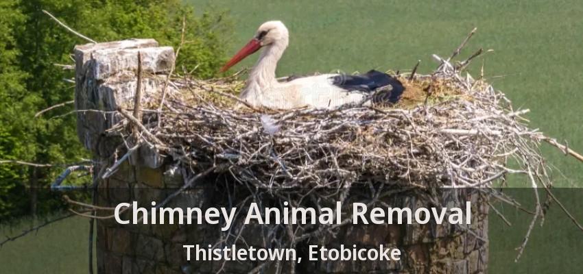Chimney Animal Removal Thistletown, Etobicoke - ON