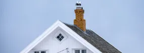 Chimney Nest Removal Etobicoke
